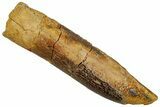 Fossil Sauropod Dinosaur (Titanosaur) Tooth - Morocco #293692-1